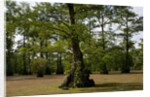 Merchants Millpond State Park, North Carolina by Anonymous