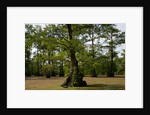 Merchants Millpond State Park, North Carolina by Anonymous