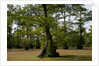 Merchants Millpond State Park, North Carolina by Anonymous