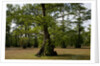 Merchants Millpond State Park, North Carolina by Anonymous