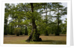 Merchants Millpond State Park, North Carolina by Anonymous