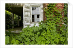 Abandoned Farmhouse, Armour, North Carolina by Anonymous