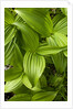 Forest Vegetation, White Mountains, New Hampshire by Anonymous