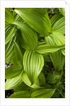 Forest Vegetation, White Mountains, New Hampshire by Anonymous
