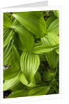 Forest Vegetation, White Mountains, New Hampshire by Anonymous