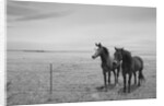 Horse in High Desert, Trujillo, New Mexico by Anonymous