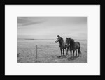 Horse in High Desert, Trujillo, New Mexico by Anonymous