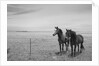 Horse in High Desert, Trujillo, New Mexico by Anonymous