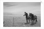 Horse in High Desert, Trujillo, New Mexico by Anonymous