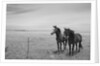 Horse in High Desert, Trujillo, New Mexico by Anonymous