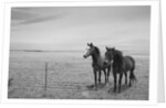 Horse in High Desert, Trujillo, New Mexico by Anonymous