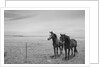 Horse in High Desert, Trujillo, New Mexico by Anonymous