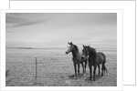 Horse in High Desert, Trujillo, New Mexico by Anonymous