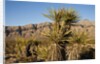 Joshua Tree, Delamar, Nevada by Anonymous