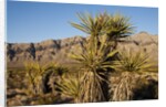 Joshua Tree, Delamar, Nevada by Anonymous