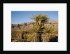 Joshua Tree, Delamar, Nevada by Anonymous