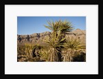 Joshua Tree, Delamar, Nevada by Anonymous