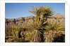 Joshua Tree, Delamar, Nevada by Anonymous