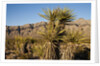 Joshua Tree, Delamar, Nevada by Anonymous