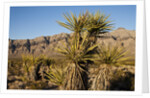 Joshua Tree, Delamar, Nevada by Anonymous