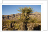 Joshua Tree, Delamar, Nevada by Anonymous