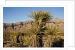 Joshua Tree, Delamar, Nevada by Anonymous