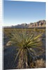 Joshua Tree, Delamar, Nevada by Anonymous