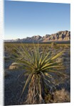 Joshua Tree, Delamar, Nevada by Anonymous