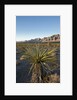 Joshua Tree, Delamar, Nevada by Anonymous