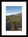 Joshua Tree, Delamar, Nevada by Anonymous