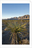 Joshua Tree, Delamar, Nevada by Anonymous