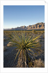 Joshua Tree, Delamar, Nevada by Anonymous