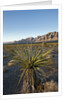 Joshua Tree, Delamar, Nevada by Anonymous