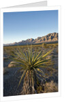 Joshua Tree, Delamar, Nevada by Anonymous