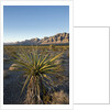 Joshua Tree, Delamar, Nevada by Anonymous