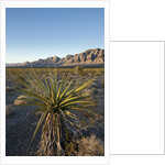 Joshua Tree, Delamar, Nevada by Anonymous