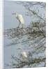 Egret by Anonymous