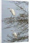 Egret by Anonymous