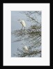 Egret by Anonymous