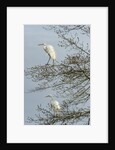 Egret by Anonymous