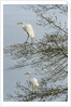 Egret by Anonymous