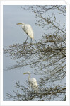 Egret by Anonymous