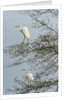 Egret by Anonymous