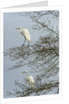 Egret by Anonymous