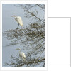 Egret by Anonymous