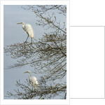 Egret by Anonymous