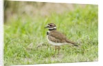 Killdeer by Anonymous