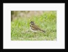 Killdeer by Anonymous