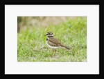 Killdeer by Anonymous