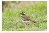 Killdeer by Anonymous